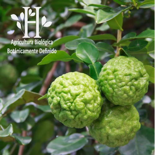 Aceite esencial Bergamota Bio 5ml
