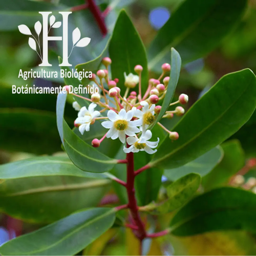 Aceite esencial Canela de Ceylan 5ml